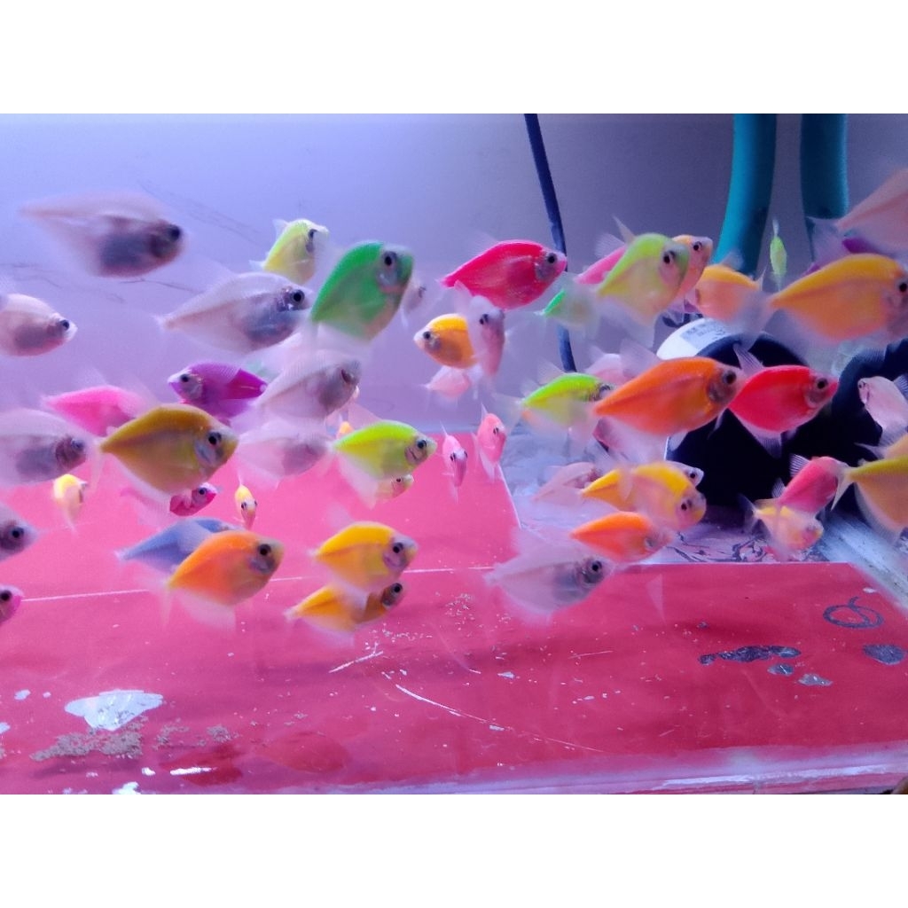 Jual Glowfish Terlengkap & Harga Terbaru Juli 2026 | Shopee Indonesia