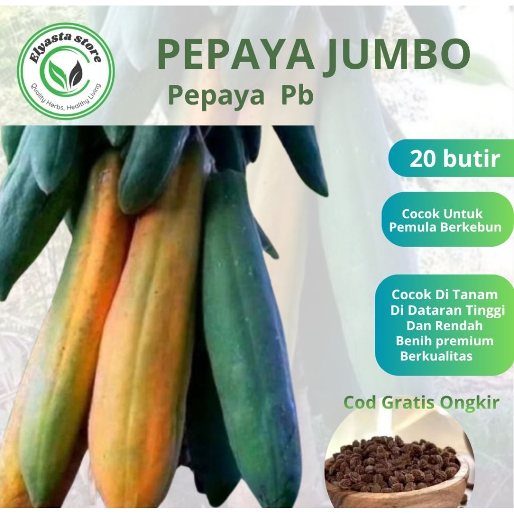 Biji Benih Tanaman Buah Pepaya Jumbo isi 20 Butir