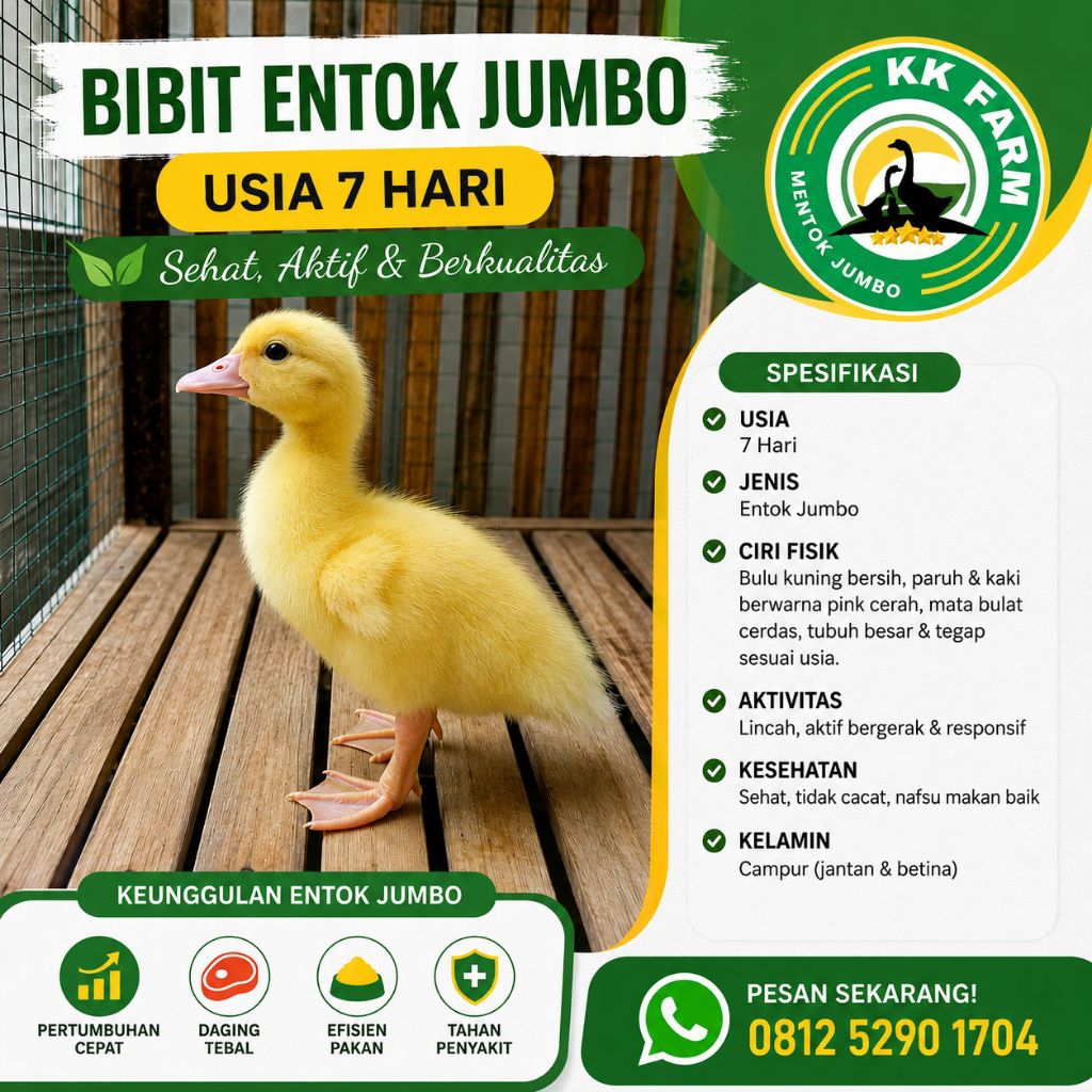 Jual Anakan Entok Terlengkap & Harga Terbaru Agustus 2026 | Shopee ...