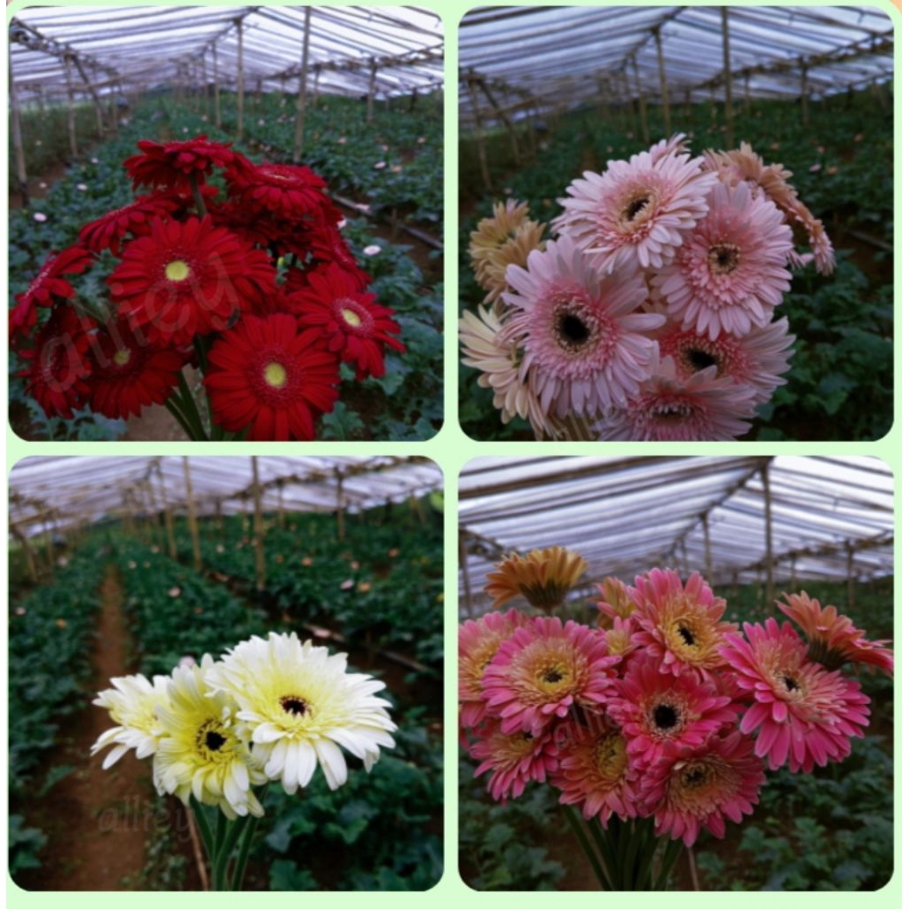Jual Bunga Garbera Bunga Hias Asli fresh A (1 ikat isi 10 tangkai ...