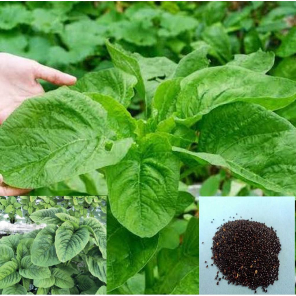 Jual 1000 biji benih bayam raja / bayam daun lebar / bayam untuk ...
