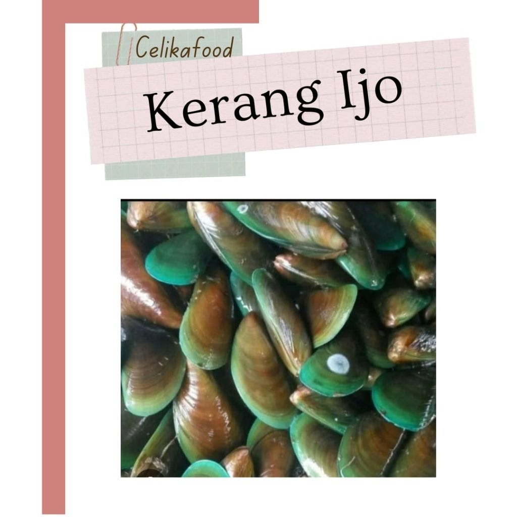Jual Kerang ijo Cangkang Hijau Seafood Mentah Green Mussels | Shopee ...
