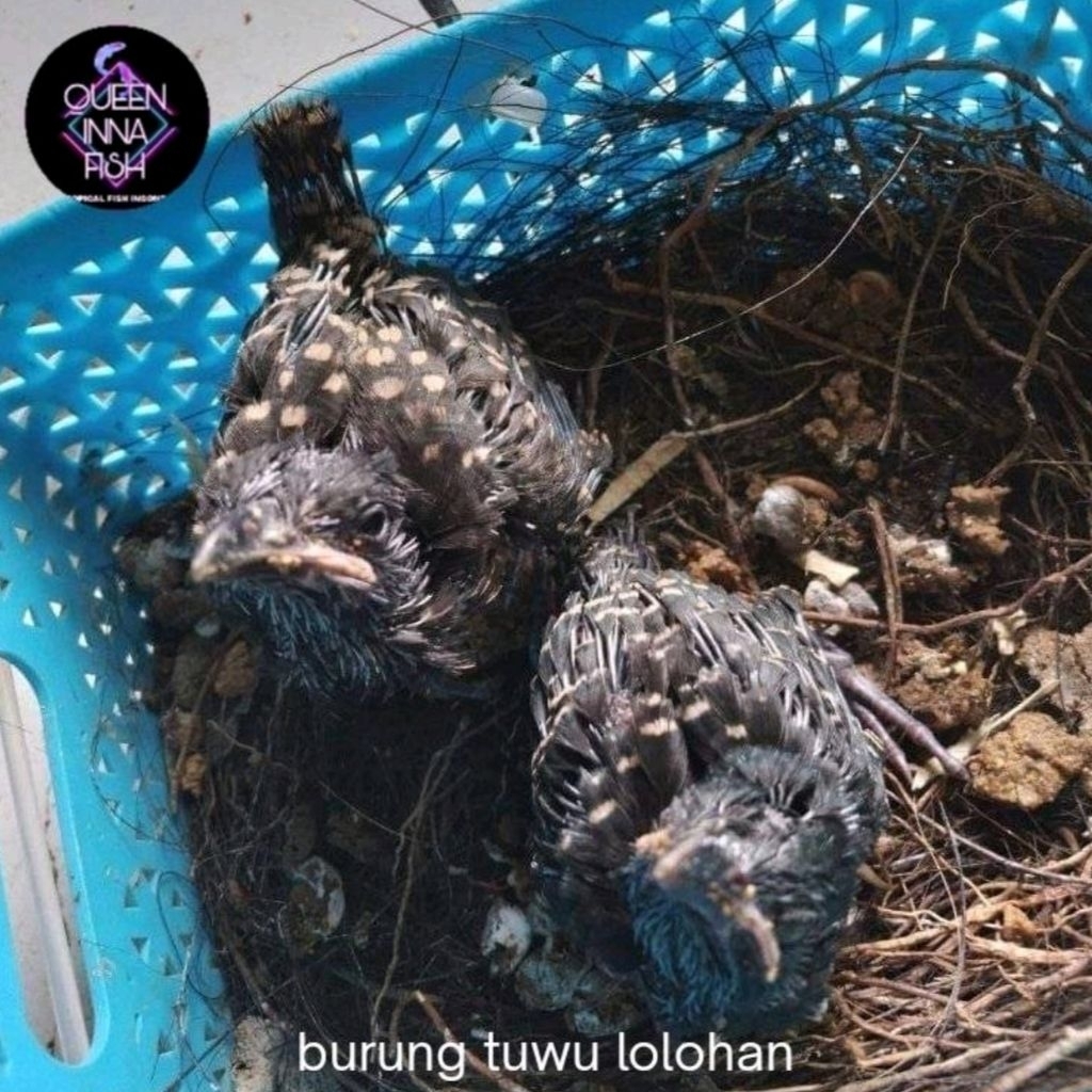 Jual Burung Tuwu Terlengkap & Harga Terbaru Juli 2026 | Shopee Indonesia