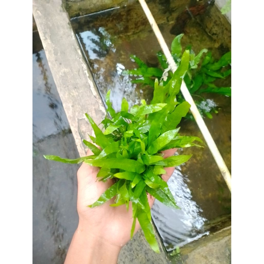 Jual Fern Terlengkap & Harga Terbaru April 2026 | Shopee Indonesia