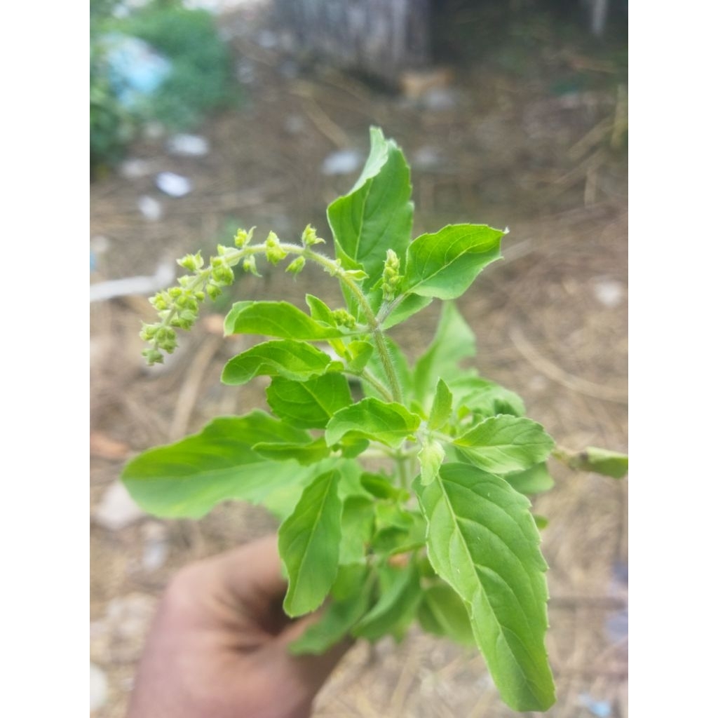 Jual Daun ruku ruku segar 150g | Shopee Indonesia