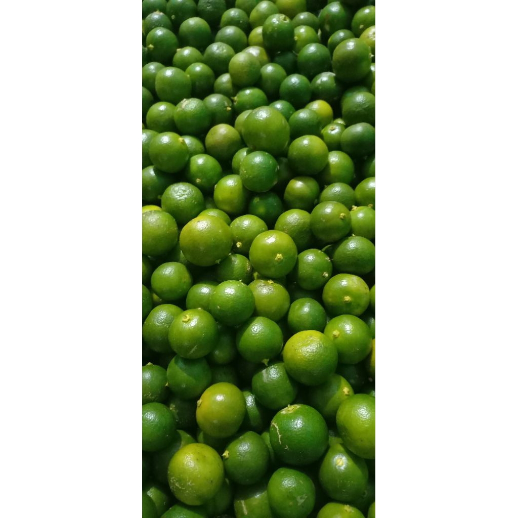 Jual JERUK KASTURI / SONKIT / KALAMANSI / LEMON CUI 1KG UKURAN KECIL ...
