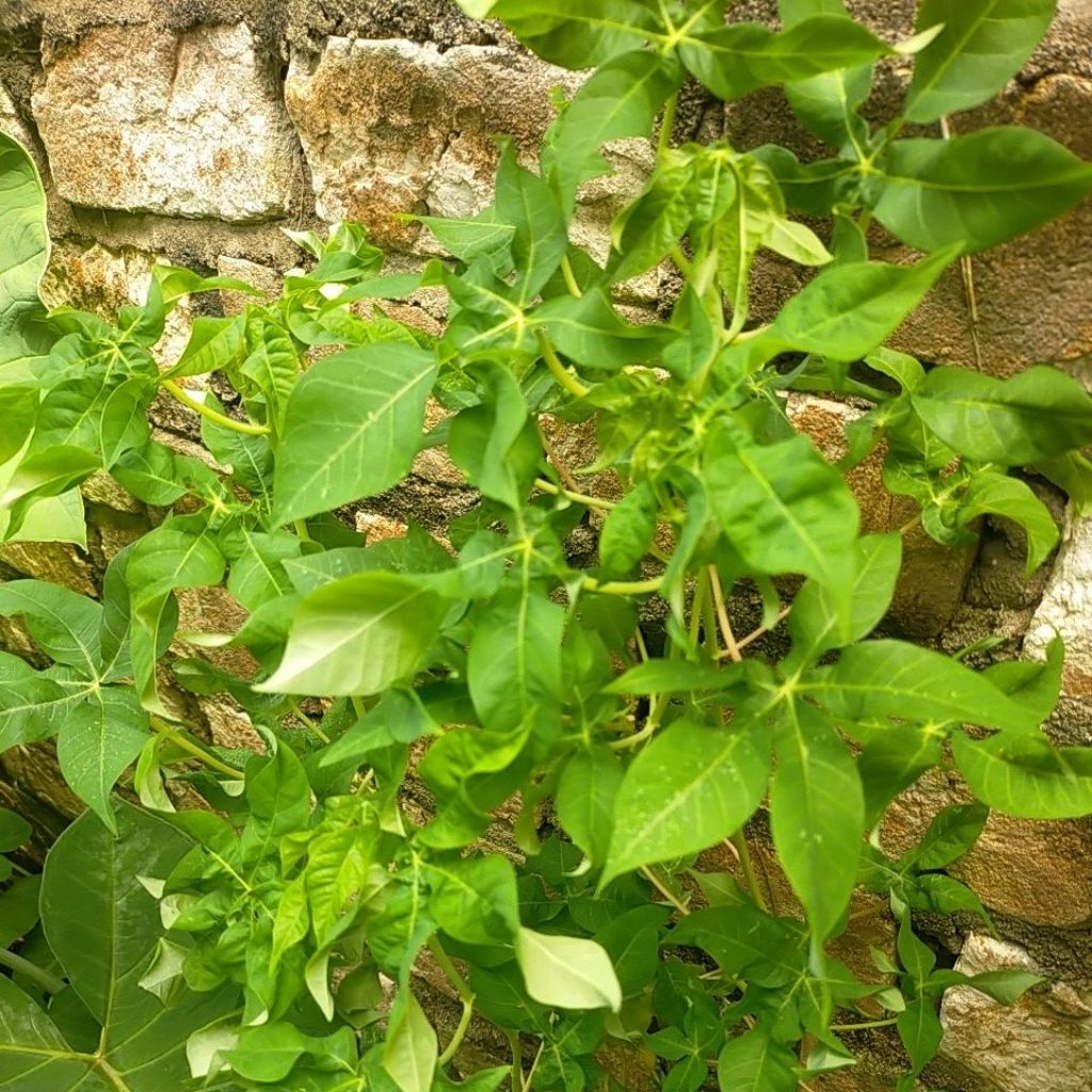Bibit singkong sayur daun keriting Perbatang
