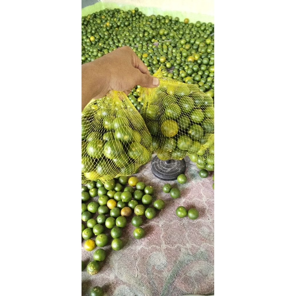 Produk SUPLAYEUR BUAH KECAPI DAUN dll | Shopee Indonesia