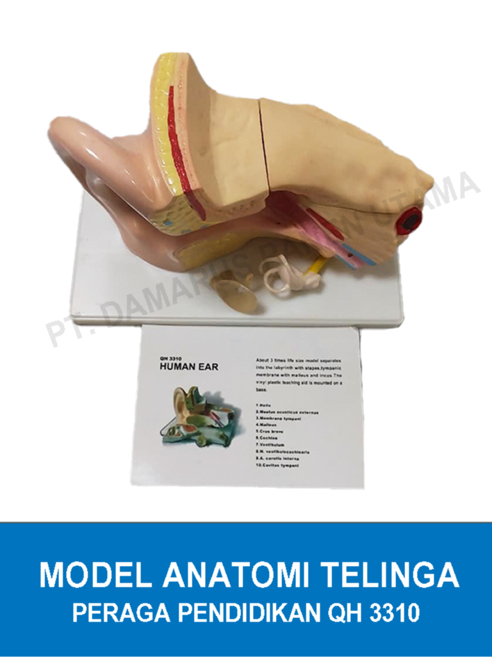 Jual Model Anatomi Telinga Manusia Peraga Pendidikan QH 3310 | Shopee ...