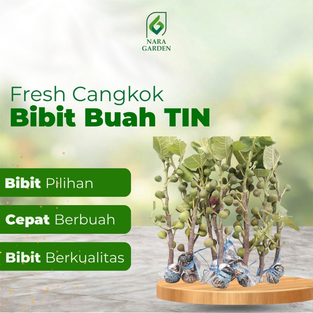 Nara Garden - Fresh Cangkok Bibit Buah Tin BERBUAH