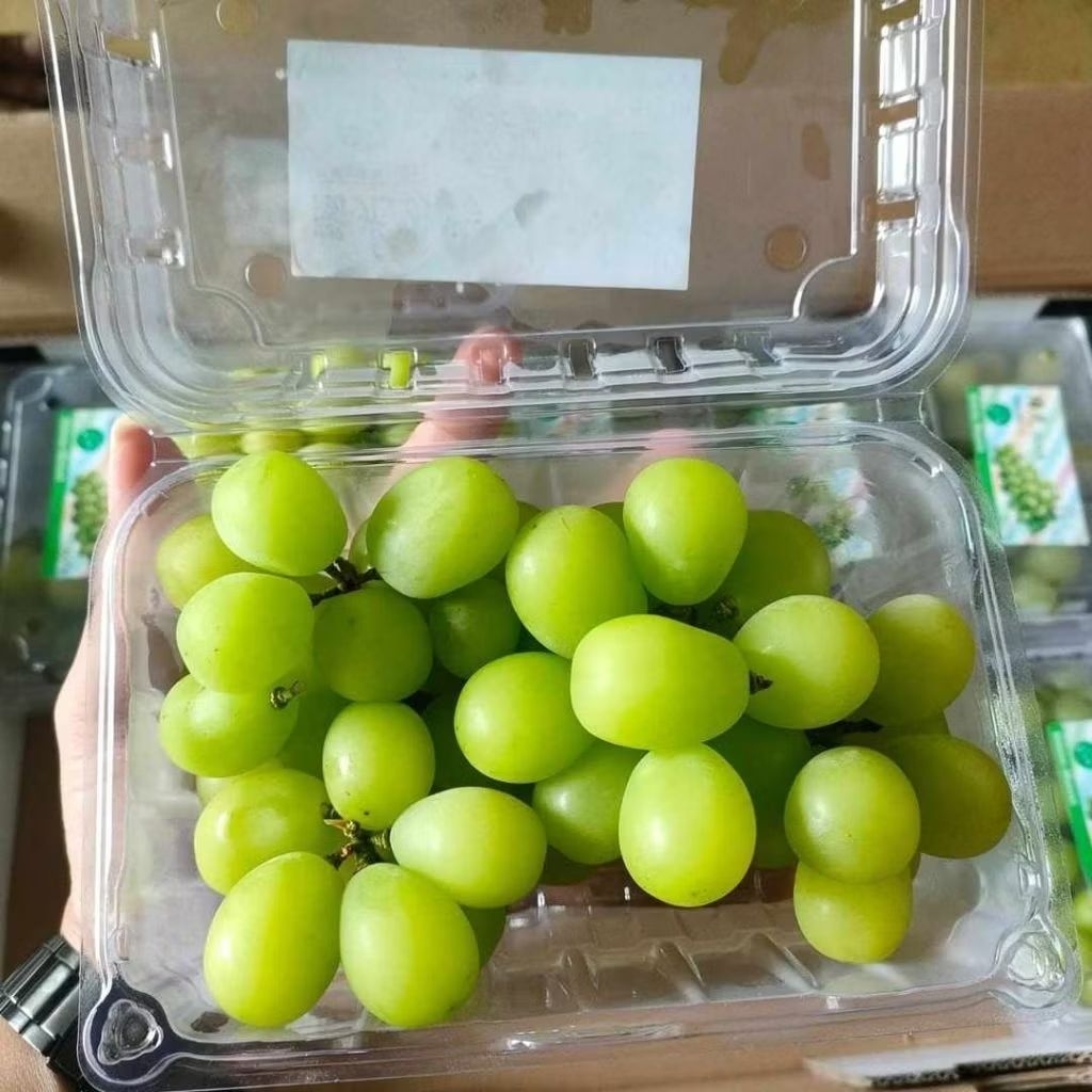 Jual Anggur Premium Terlengkap & Harga Terbaru Juli 2026 | Shopee Indonesia