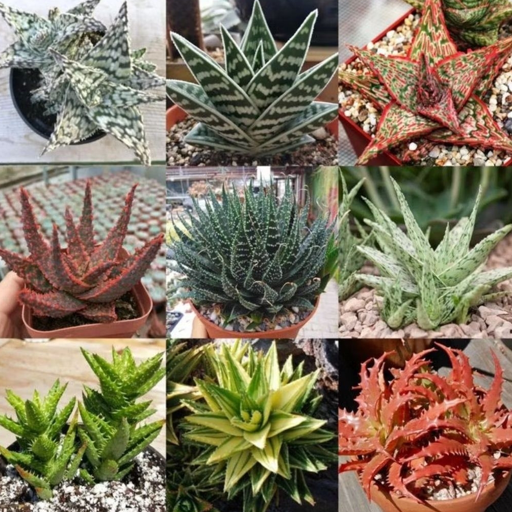Sukulen Haworthia Aloe Bebas Pilih Jenis TERLENGKAP IHIR