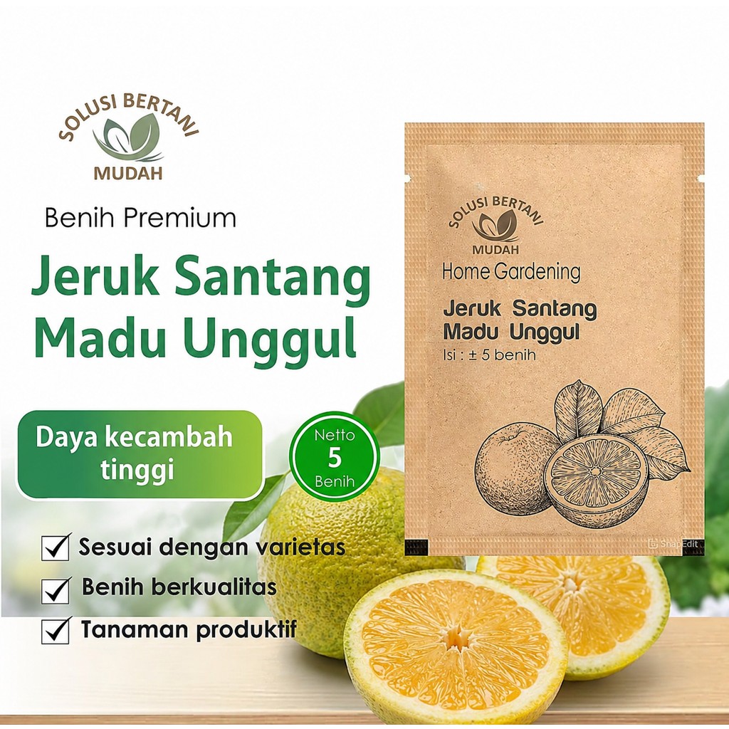 Bibit Benih Buah Jeruk Santang Madu Unggul