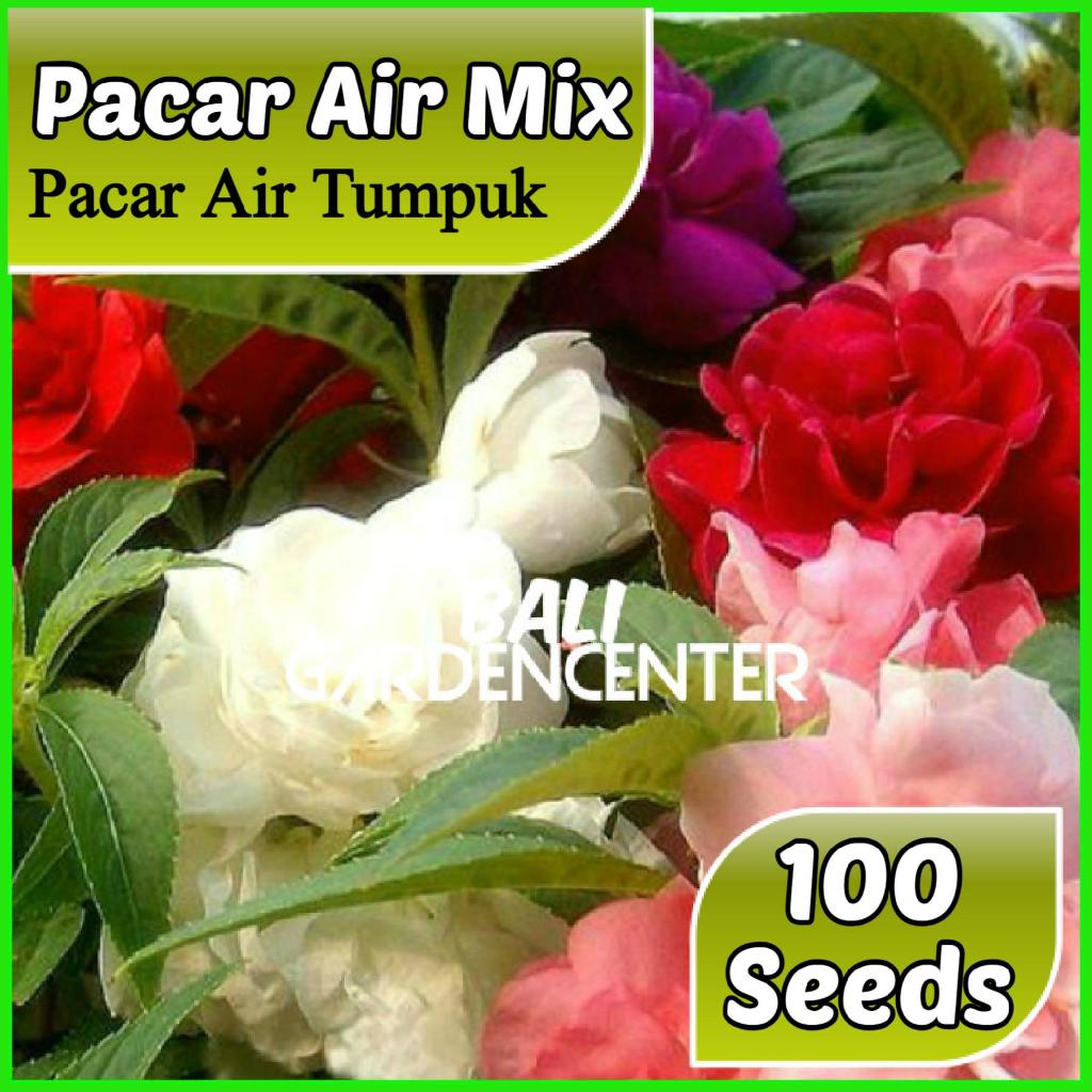 Jual Isi 100 Benih Biji 4 Jenis Bunga Pacar Air - Pacar Air Mix ...