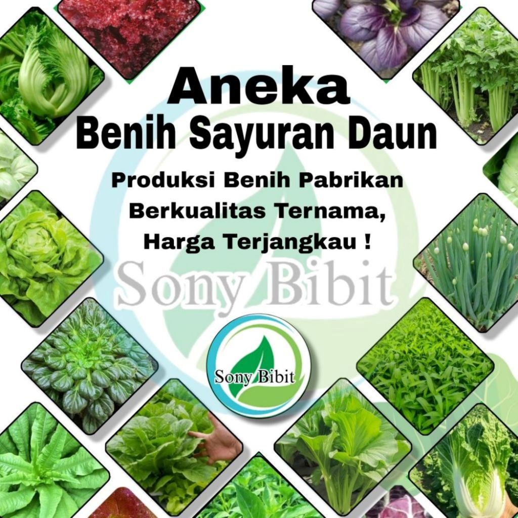 Aneka Benih Sayuran Banyak Varian Mudah Di Tanam