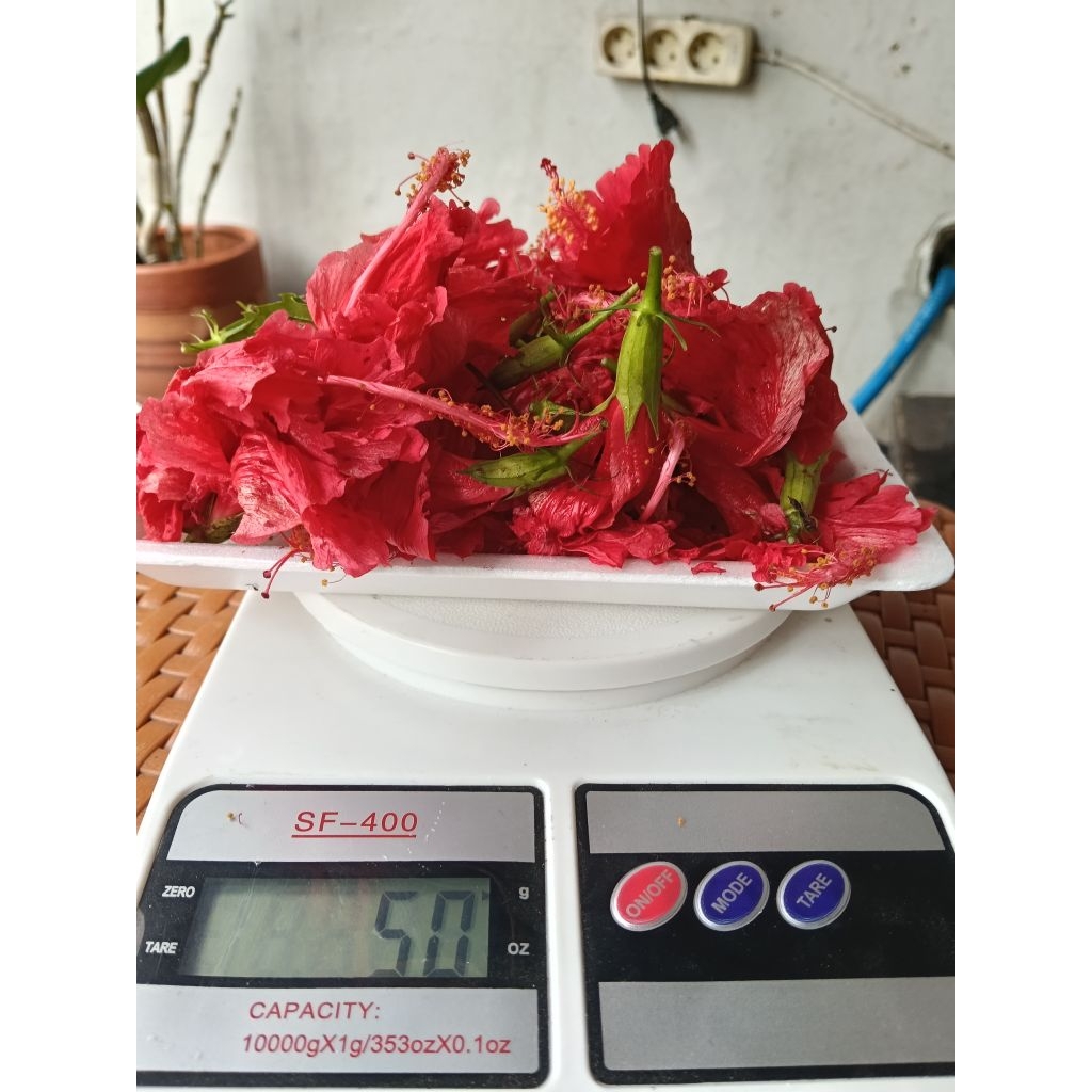 Jual Bunga sepatu | Shopee Indonesia