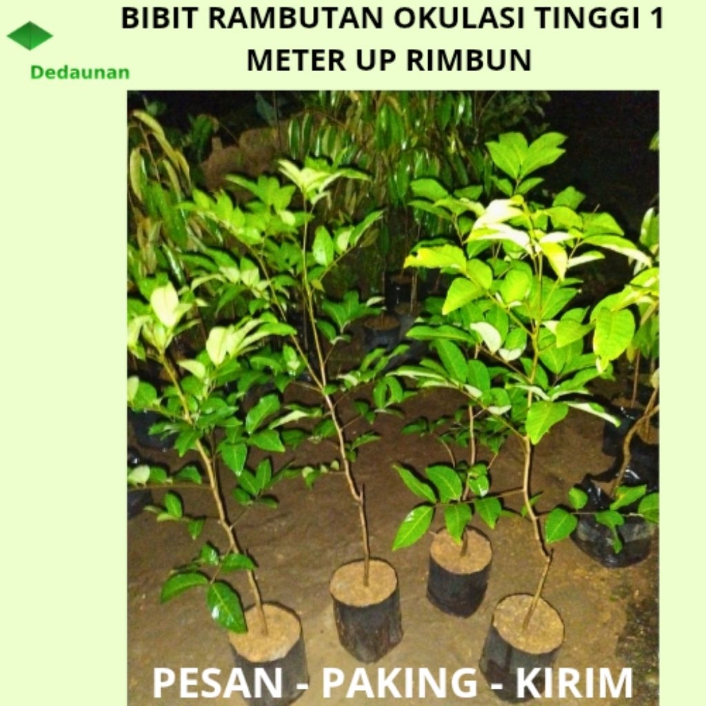 Jual BIBIT RAMBUTAN BINJAI MANIS SEGAR TINGGI 1 METER | Shopee Indonesia