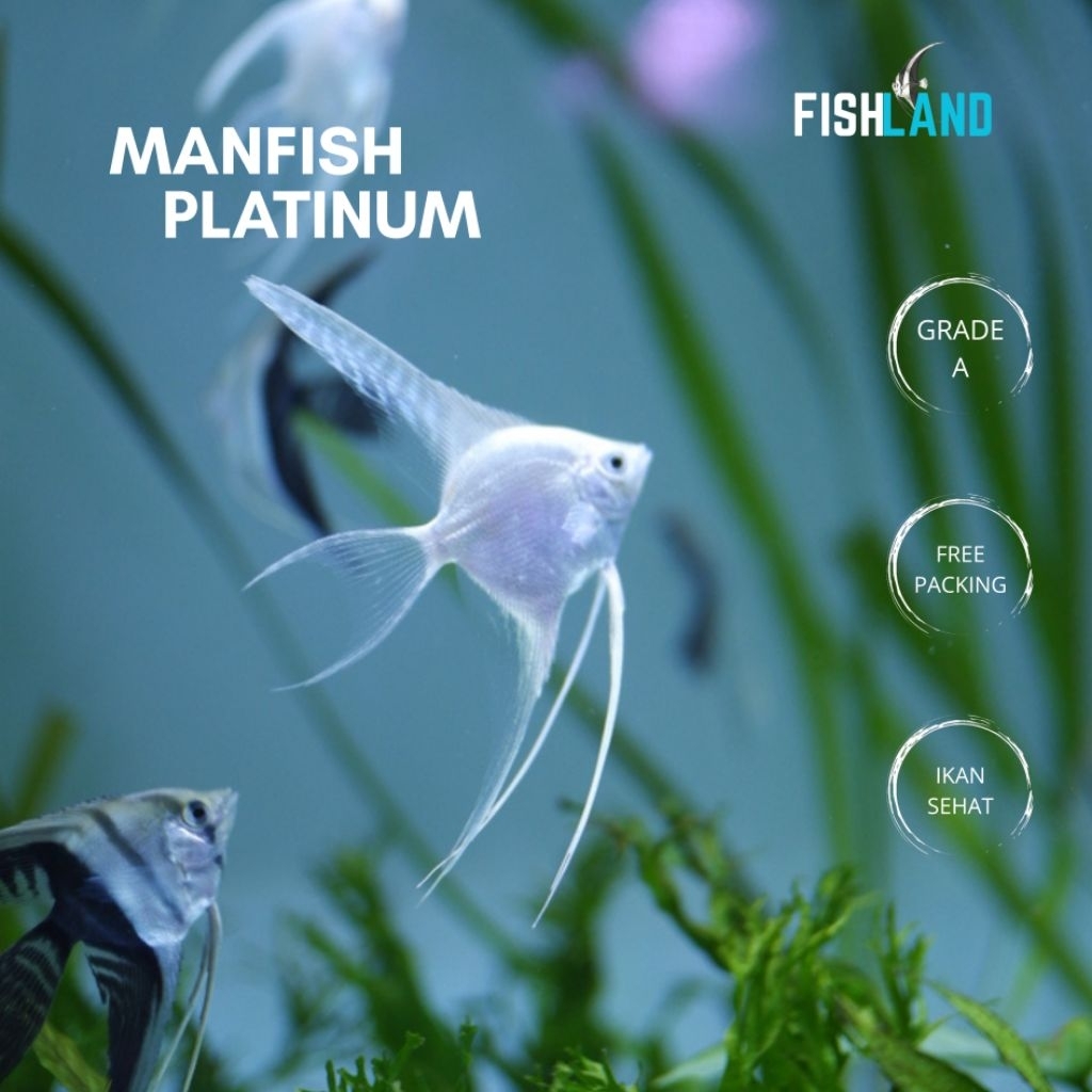 Produk fishland2.0 | Shopee Indonesia