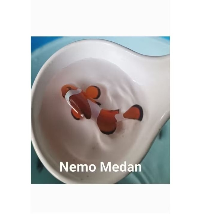 Produk pin pin aquarium medan | Shopee Indonesia