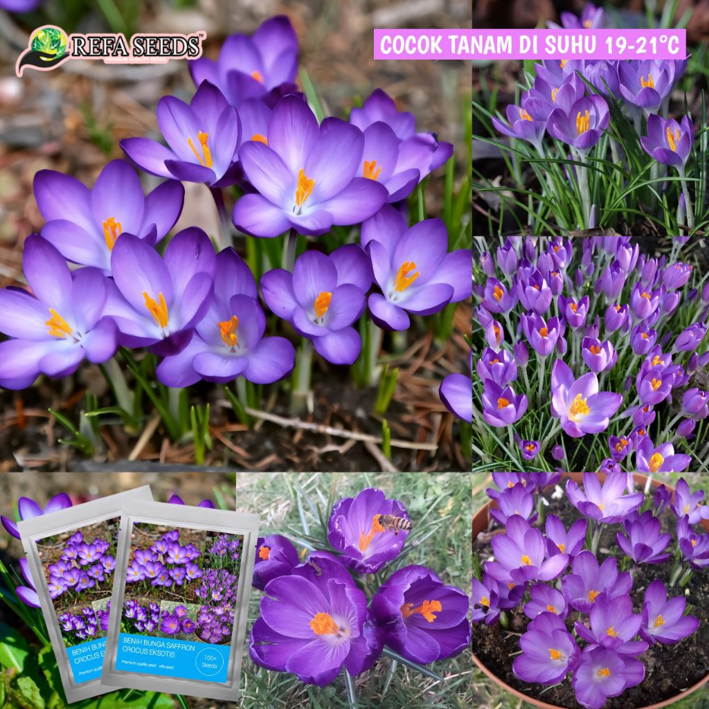 Jual bunga crocus Harga Terbaik & Termurah Mei 2026 | Shopee Indonesia