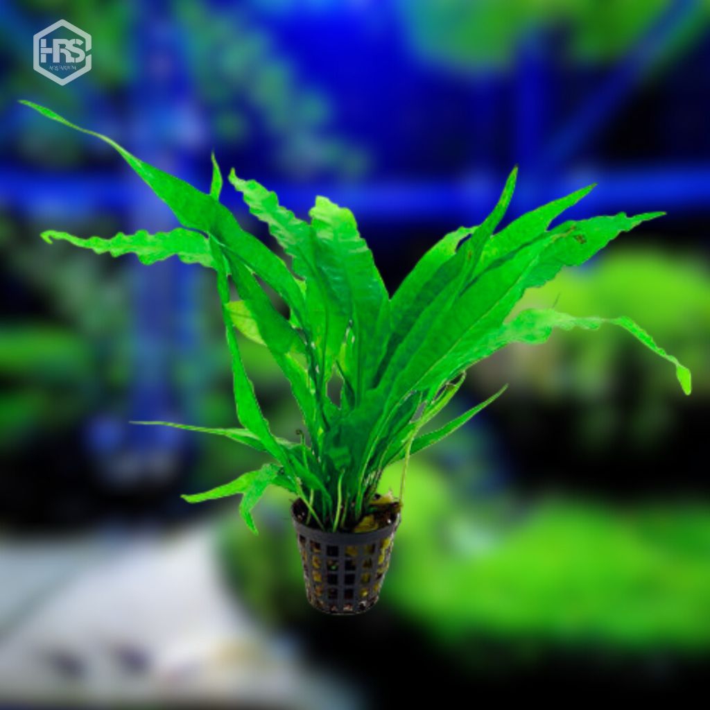 Jual Kadaka Java fern low co2 cahaya rendah tanaman aquascape mudah ...
