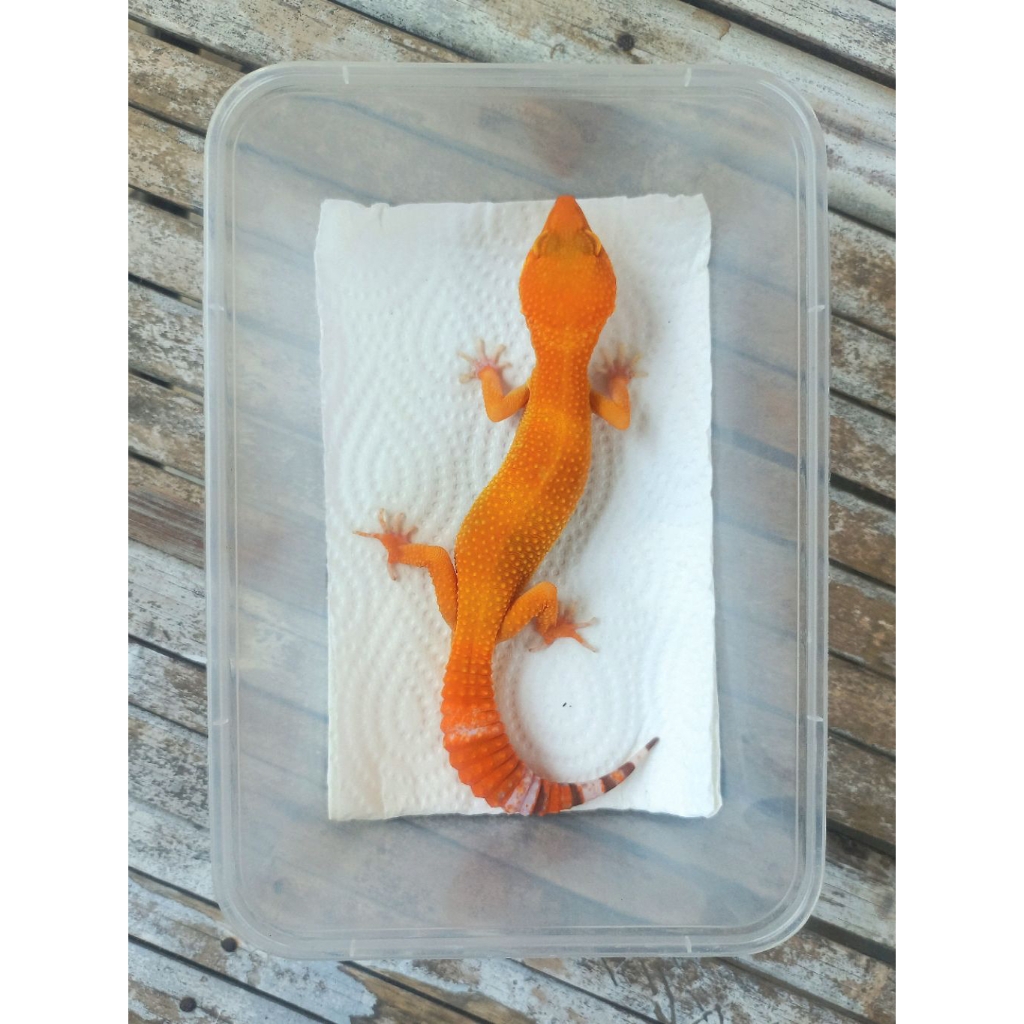 Jual MAINAN GECKO SUNGLOW MERAH ADULT SESUAI FOTO | Shopee Indonesia