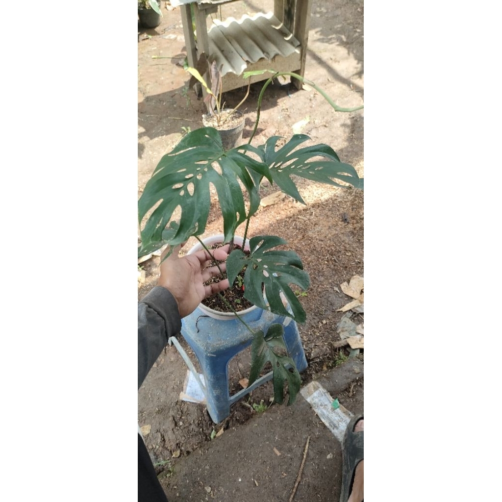Jual Tanaman Langka Monstera Mc Tyson | Shopee Indonesia