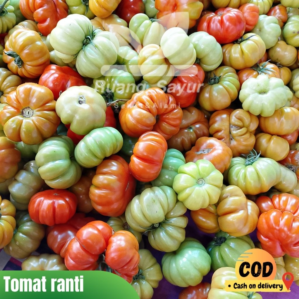 Jual Tomat Ranti Khas Banyuwangi , Tomat Keriting / Ranti , Tomat Ranti ...