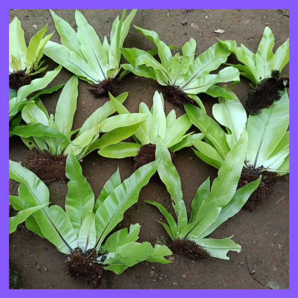 Jual Tanaman Hias Kadaka Mini Sp | Shopee Indonesia