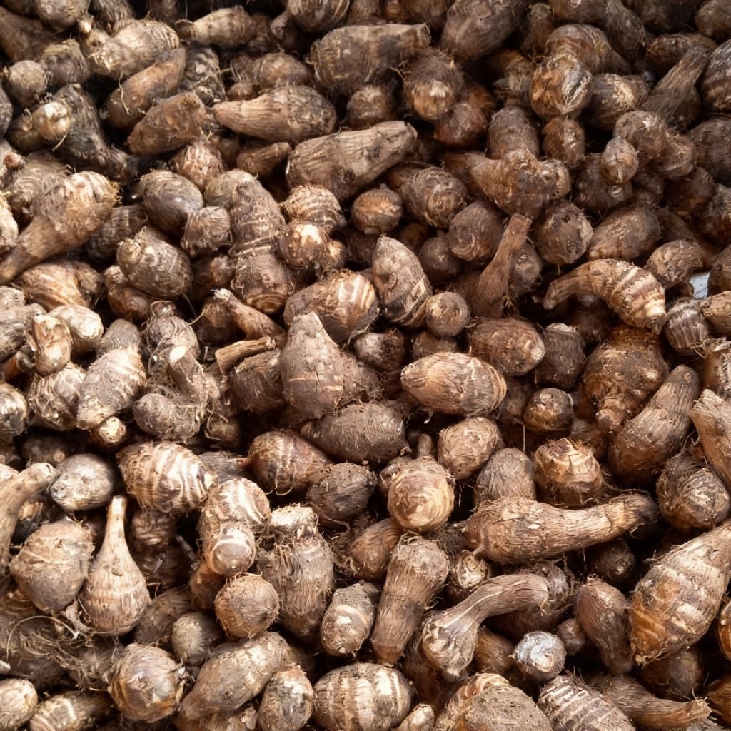 Jual Talas Plocot Talas Jenis Kecil 500g - Kimpul Plocot Ubi Sehat ...