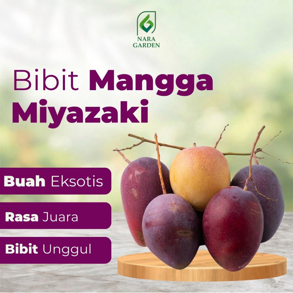Nara Garden - Bibit Mangga Miyazaki Okulasi Asli  Batang Besar Cepat Berbuah Tahan penyakit