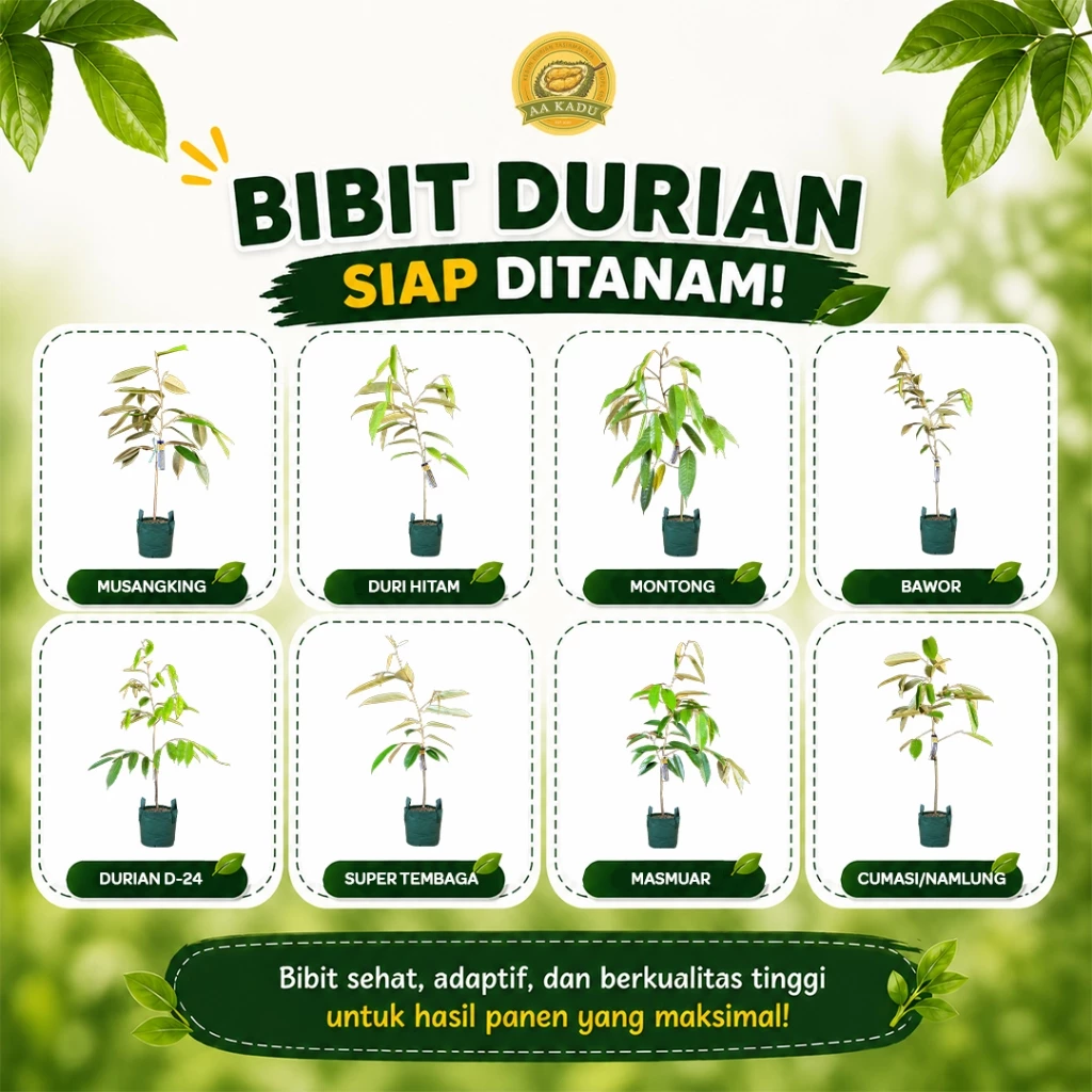 Pilihan Jenis Bibit Durian AA Kadu