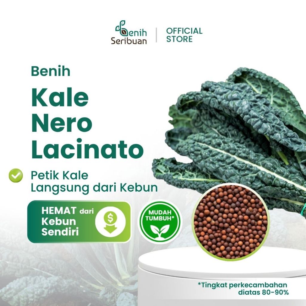 Benih Seribuan - 20 Benih Sayuran Kale Nero Lacinato Tanaman Herb Unggul