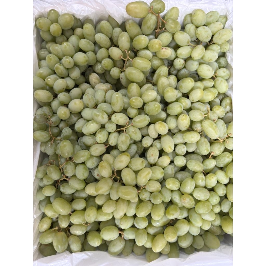 Jual Anggur Hijau Calmeria pack 500gr | Shopee Indonesia