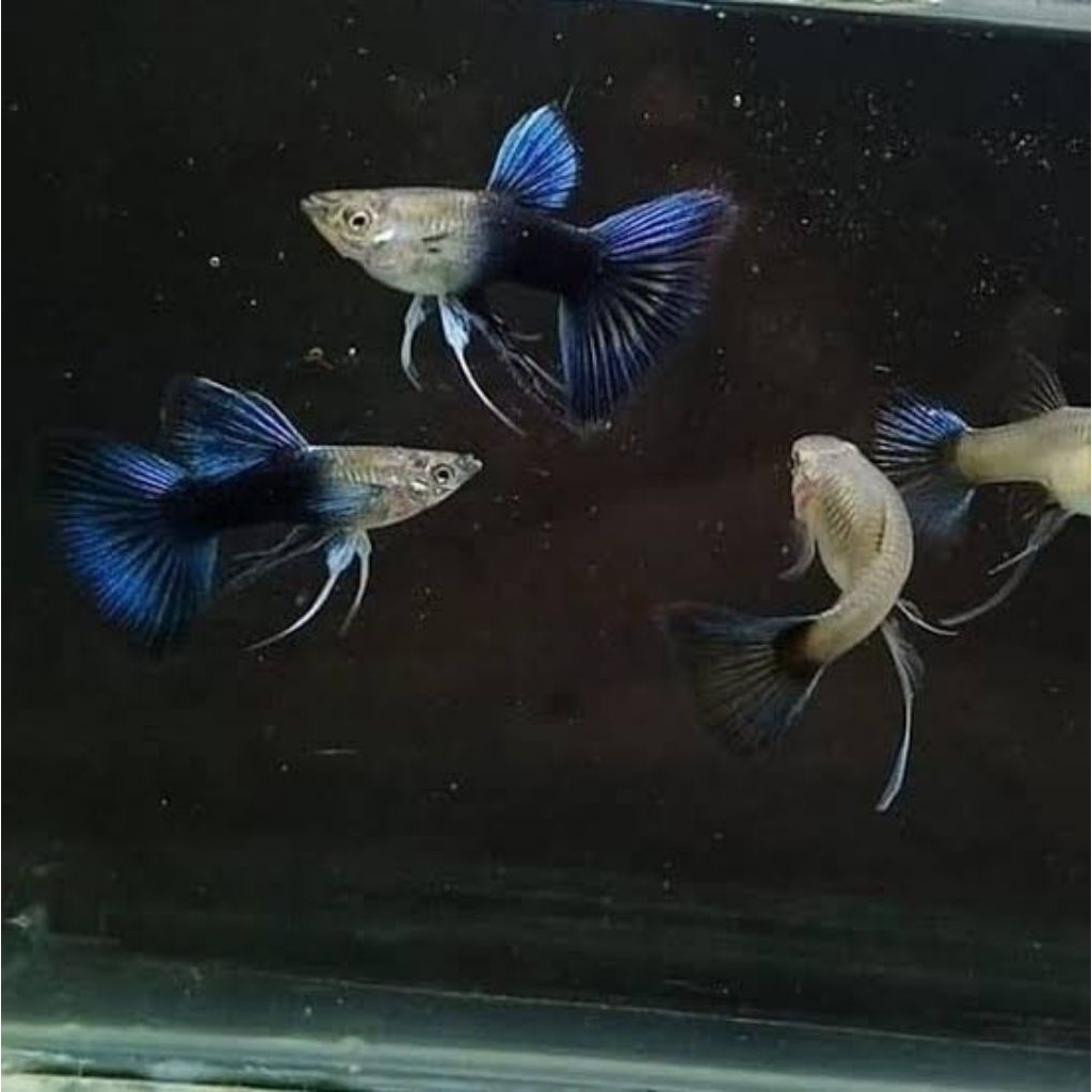 Jual (Hiasan Aquarium)Guppy HB Blue Ribbon Fin C &Normal | Shopee Indonesia