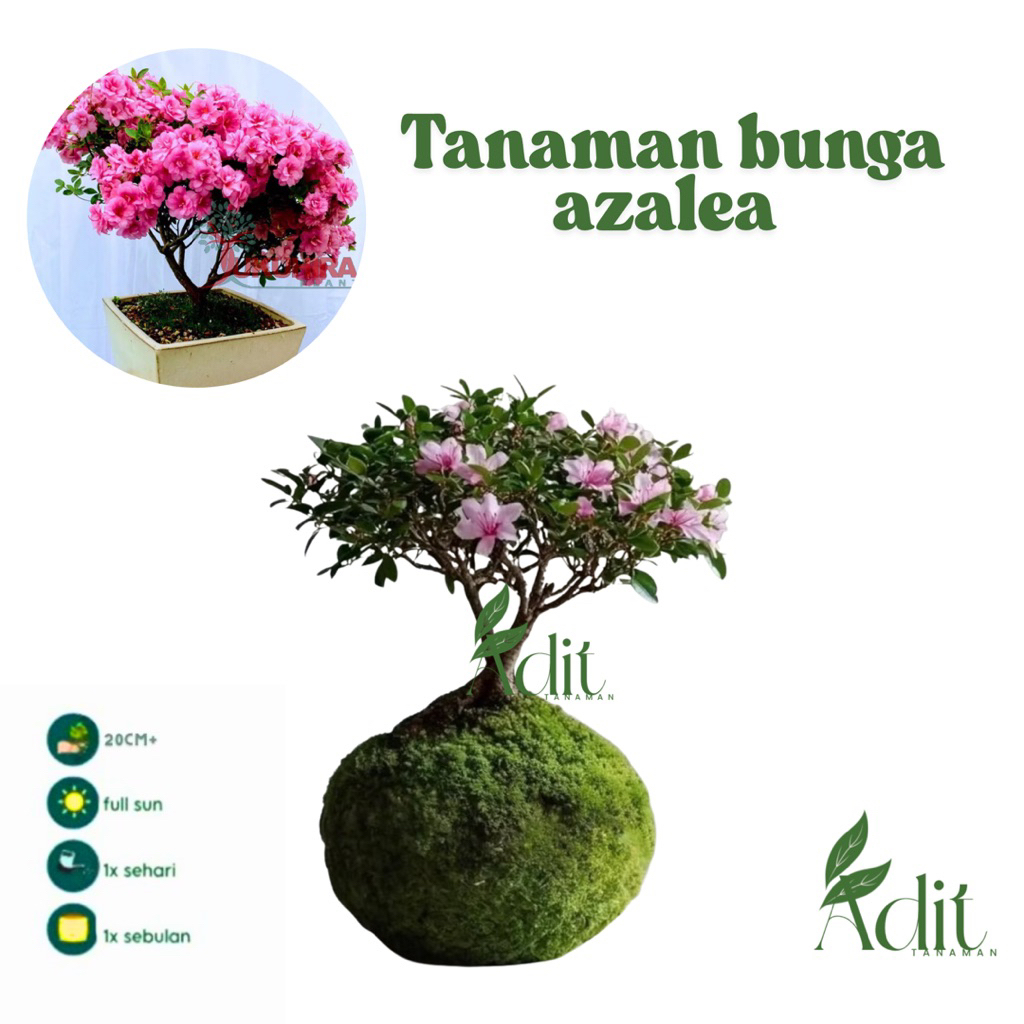 ( mp 2 ) promo Tanaman bunga azalea mikro bahan bonsai - tanaman bonsai