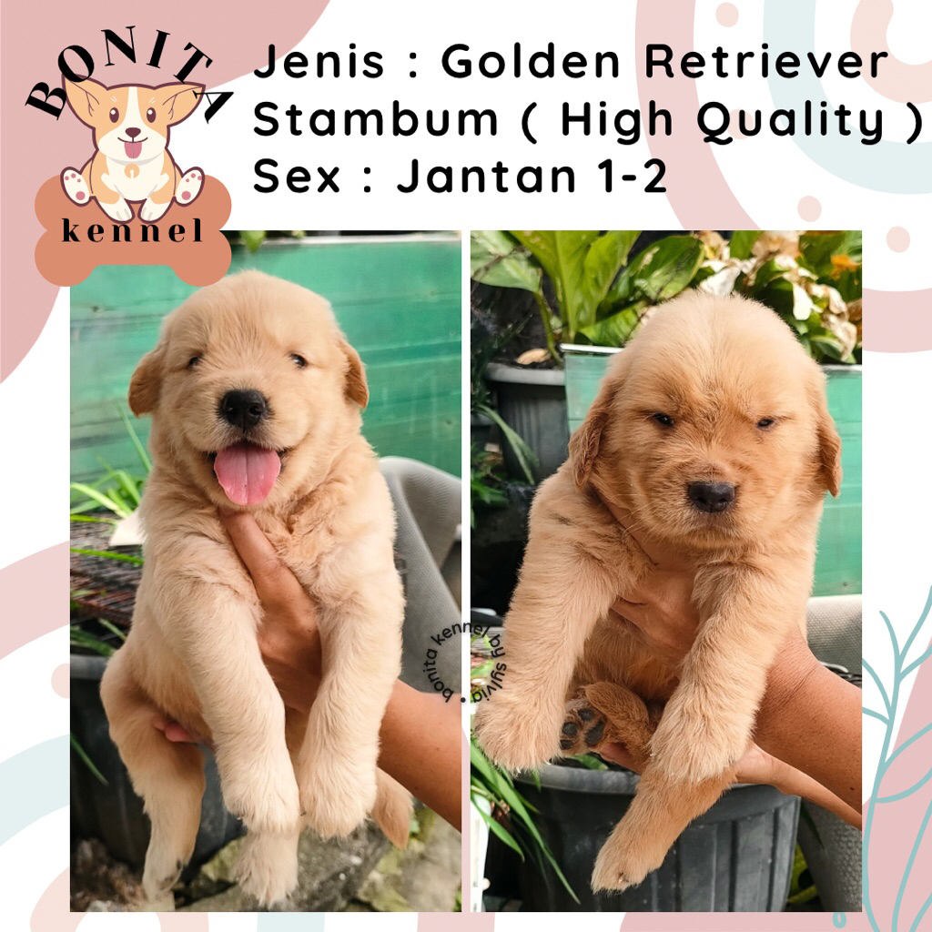 Jual Anjing Golden Retriever Terlengkap & Harga Terbaru Agustus 2026 ...