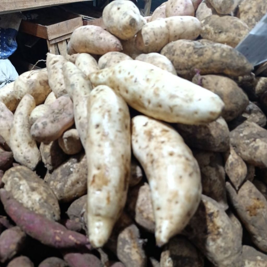 Jual ubi Putih/kuning Grade A . harga 1kg | Shopee Indonesia