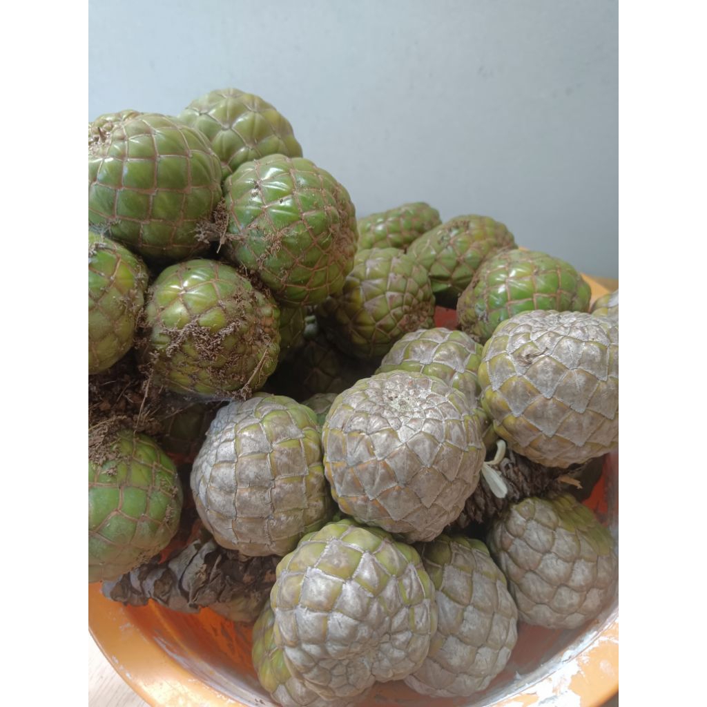 Jual Buah Rumbia Terlengkap & Harga Terbaru April 2026 | Shopee Indonesia
