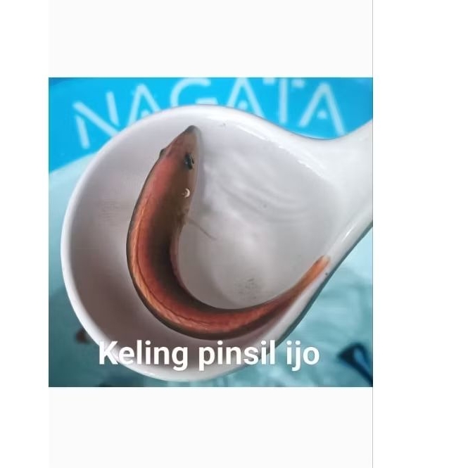 Produk pin pin aquarium medan | Shopee Indonesia