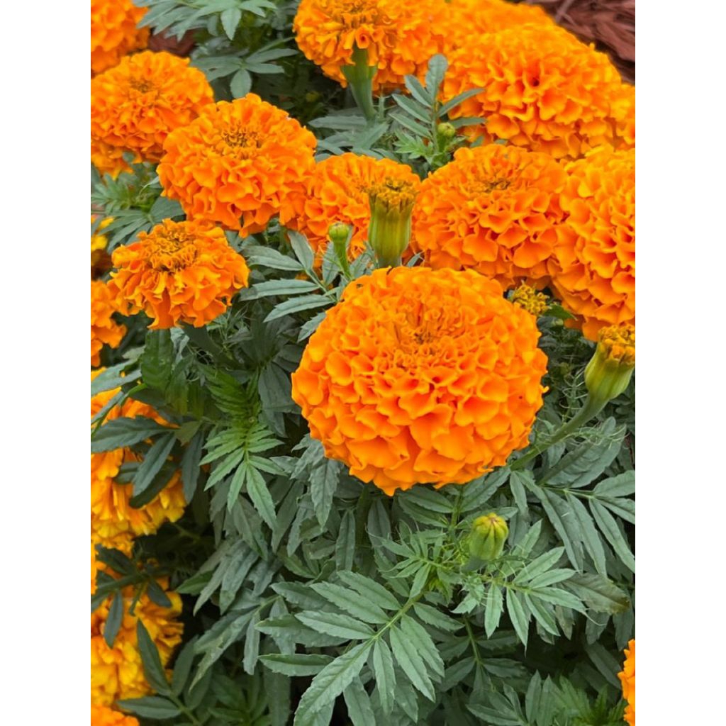 Jual bunga marigold Harga Terbaik & Termurah Juli 2026 | Shopee Indonesia