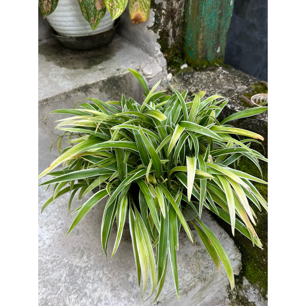 Jual Bunga Lili Paris Terlengkap & Harga Terbaru Juli 2026 | Shopee ...