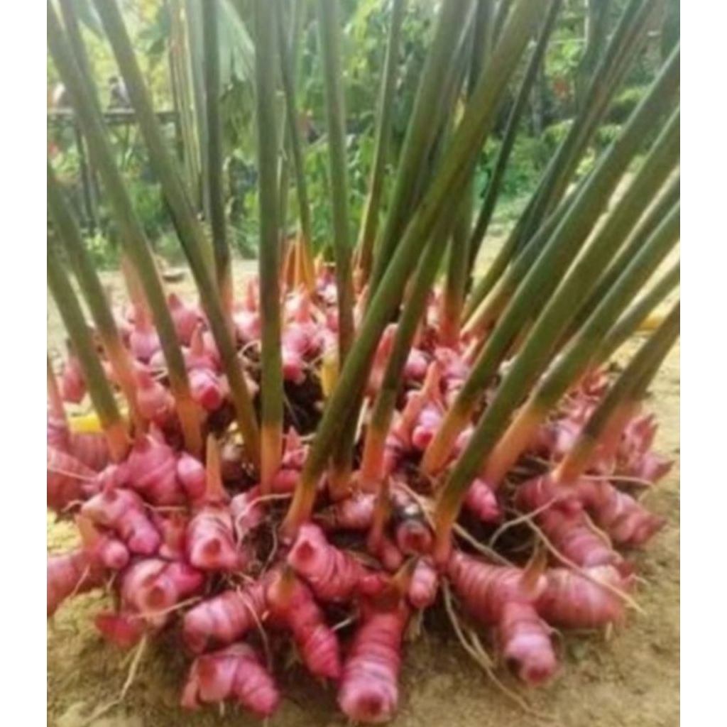 Produk SUPLAYEUR BUAH KECAPI DAUN dll | Shopee Indonesia