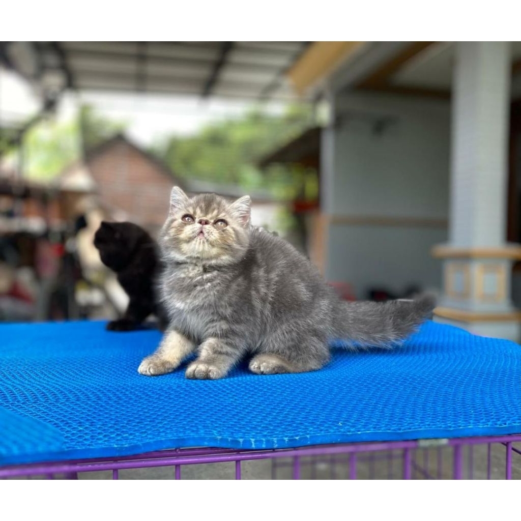 Jual GRATIS ONGKIR Kucing Kitten Exotic Peaknose Exo Persian Pesek Bulu ...