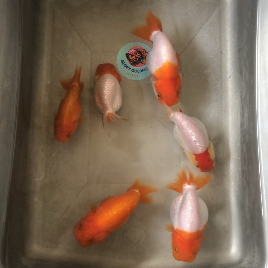 Jual Ikan Mas Koki Ranchu Rancu Buffalo Lionchu Lucu Imut HIGH QUALITY ...