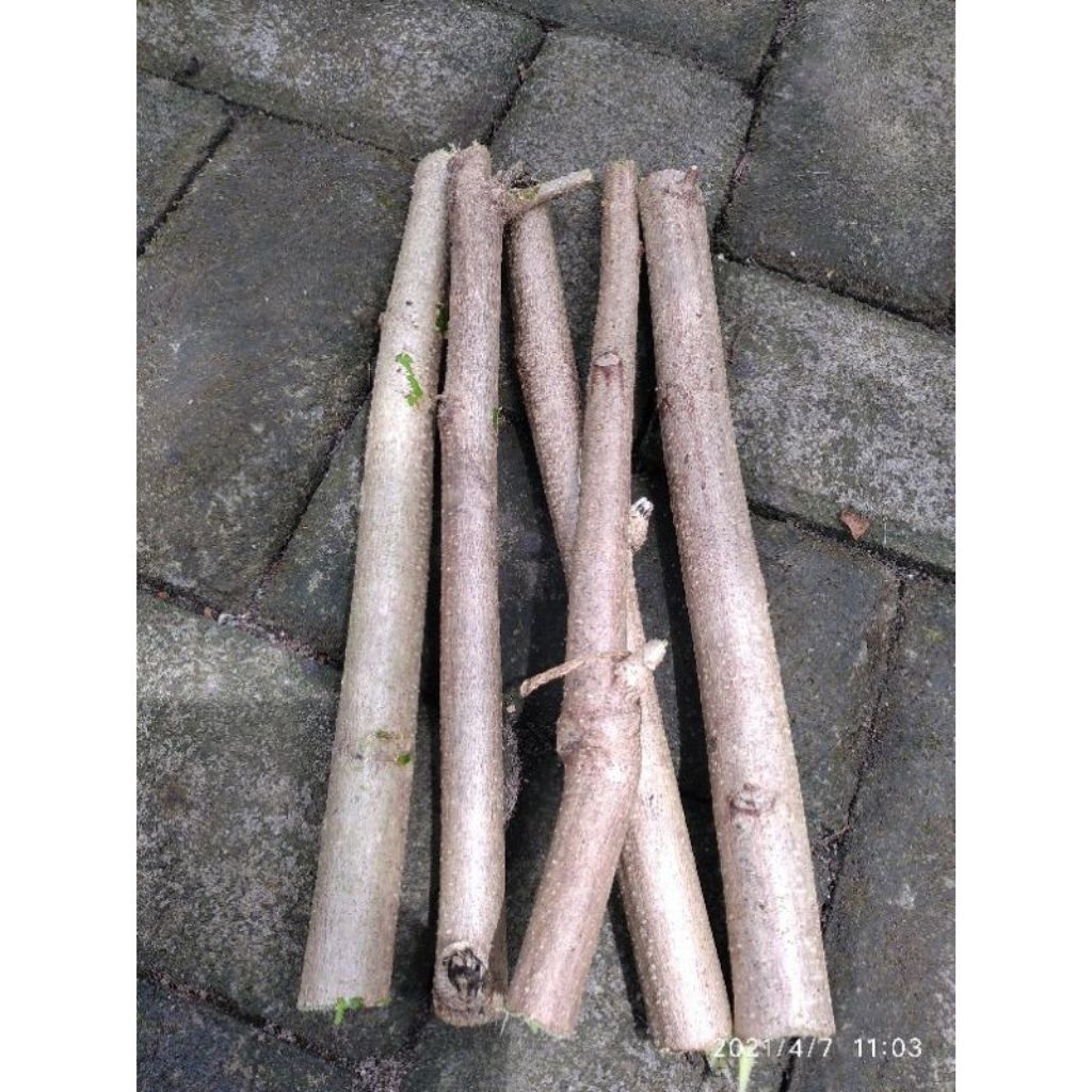 Jual bibit stek pohon kelor (BD) Bibit stek cutting batang pohon kelor ...