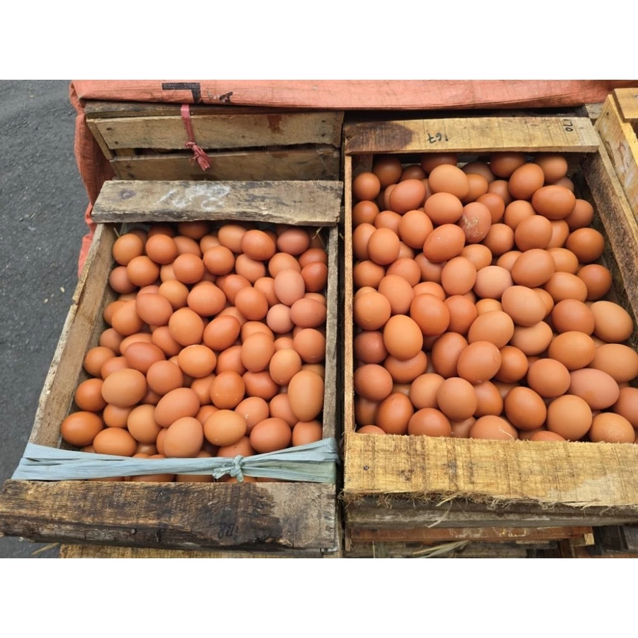 Telur Ayam 1kg ( GESER FOTO, BACA DESKRIPSI & HARAP ANTRI  )