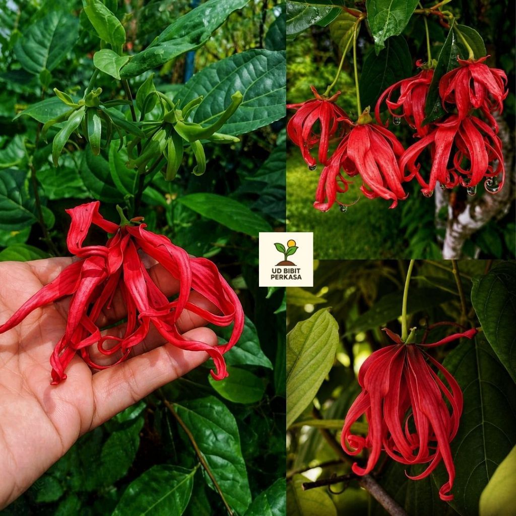 Bibit Kenanga Merah Tanaman Hias Bunga Siap Tanam