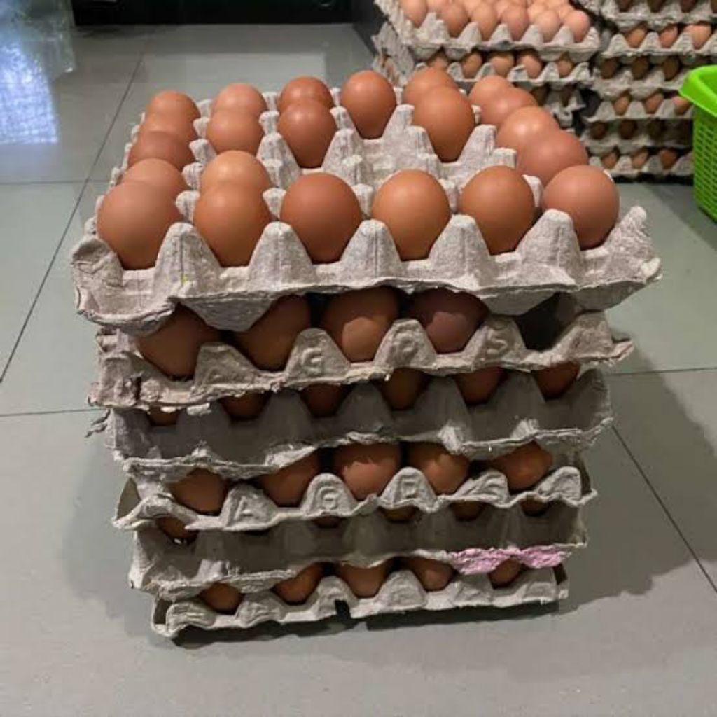 Jual Harga Telur Ayam Ras Terlengkap & Harga Terbaru Juli 2026 | Shopee ...