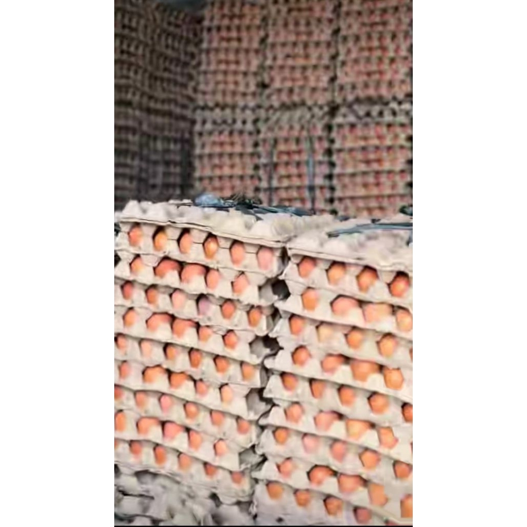 Jual Harga Telur Ayam Ras Terlengkap & Harga Terbaru Agustus 2026 ...